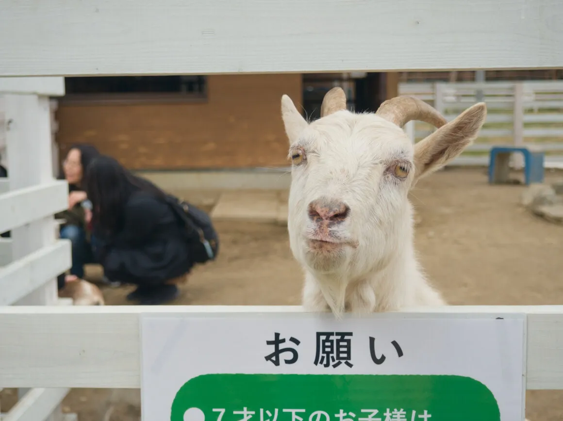 ふれあい牧場のヤギ